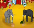 Circus Elephants Management